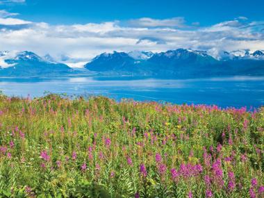 Purple wildflowers with a mountainous backdrop in Homer Alaska