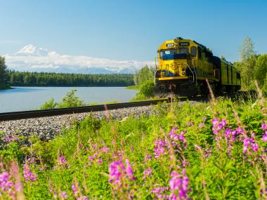 The Alaska Railroad passes wildflowers and a river