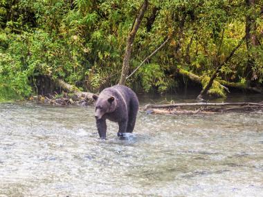 Grizzly bear searches for fish in river at Fish Creek Wildlife Observation Site in Hyder Alaska