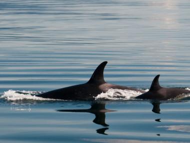 Orca whales in Alaska