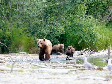A bear with three cubs in a river at Alaska Peninsula National Wildlife Refuge