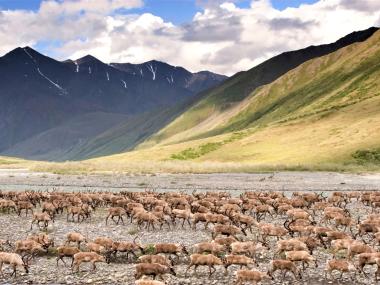 A herd of caribou walks through a river in Arctic National Wildlife Refuge Alaska