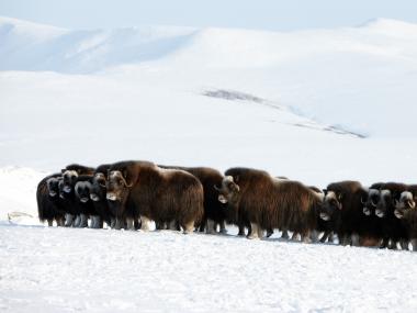A herd of musk ox in Bering Land Bridge National Preserve in Alaska in winter