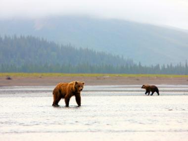 Two bears on coastline with mountains in Lake Clark National Park Alaska