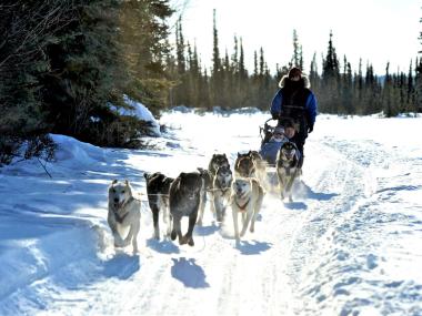 Visitors on a dog sledding tour in Fairbanks in winter.