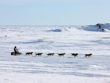 A musher and dog sled team close to Nome on the Iditraod