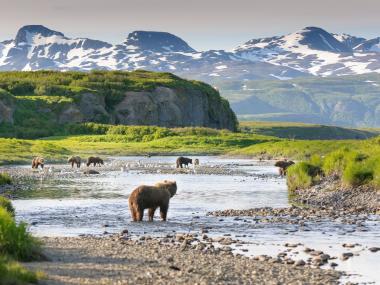 Bears at McNeil River State Game Sanctuary