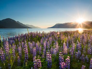 Midnight sun on the Turagain Arm with lupine