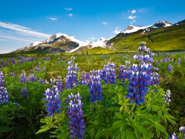 Lupine in Thompson Pass