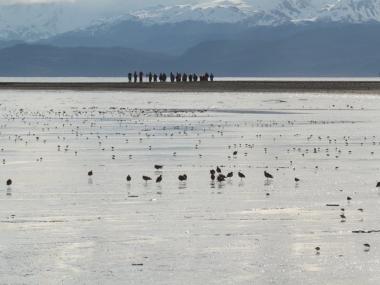 Kachemak Bay Shorebird Festival