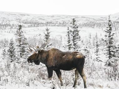 Moose in winter