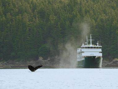 Uncruise Adventures