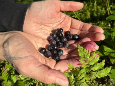 Harvesting Blueberries