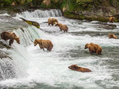 Bears at Brooks Falls in Katmai National Park