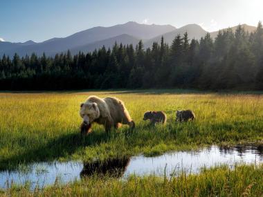 Bears in Lake Clark National Park