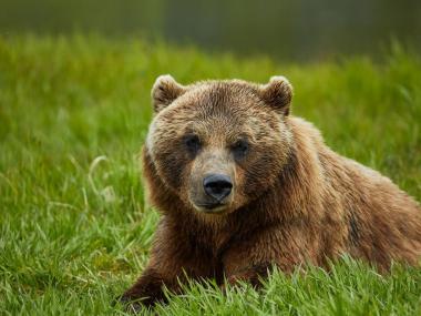 Bear at the Alaska Wildlife Conservation Center