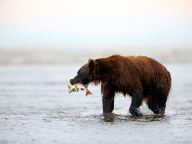 Brown Bear in Lake Clark National Park