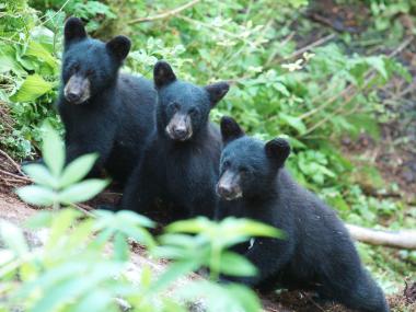 Three bear cubs on Admiralty Island