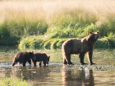 Pack Creek Bear Viewing Area