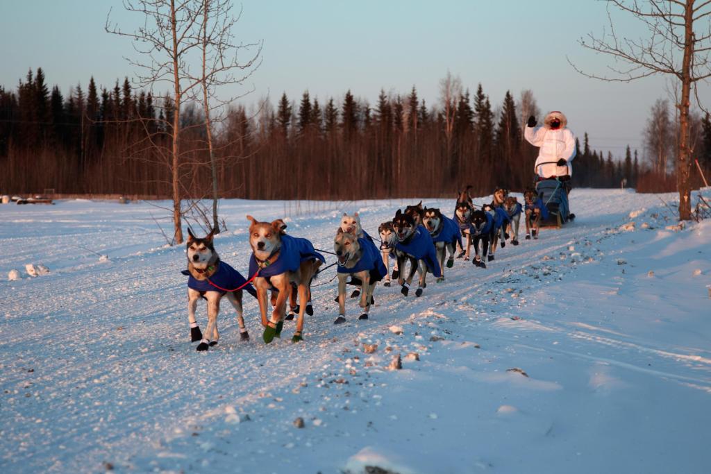 Willow Alaska Dogs