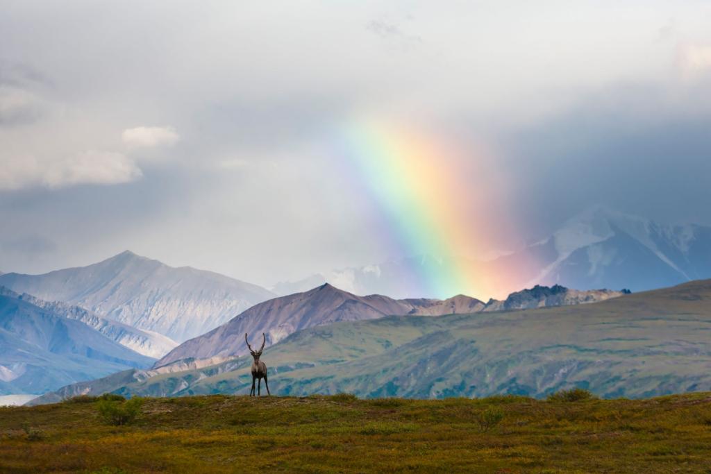 Caribou and rainbow in Denali National Park