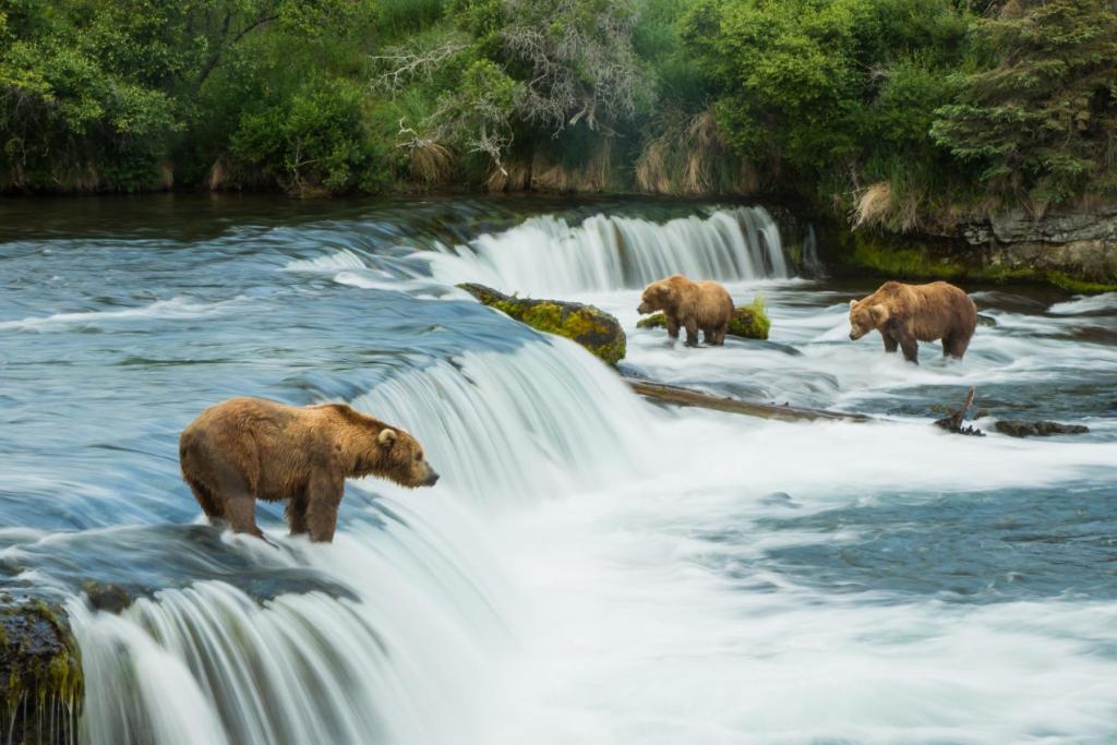 Bears at Brooks Falls in Katmai National Park