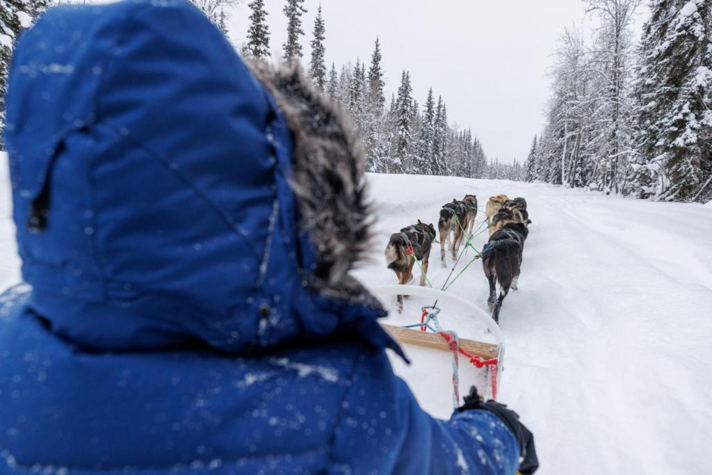 Dog sled tour in Fairbanks