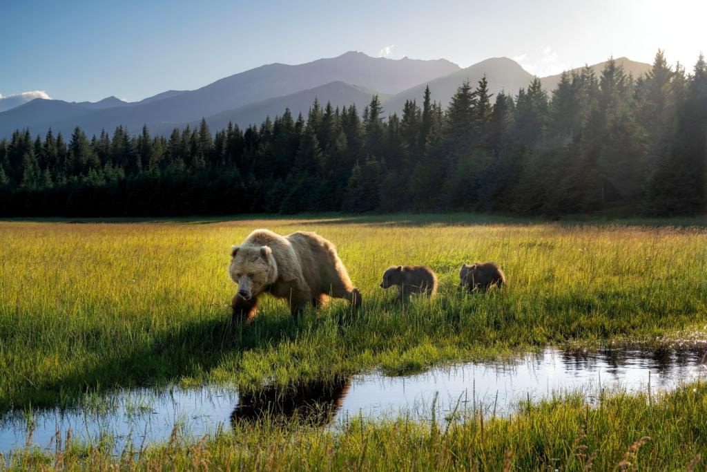 Bears in Lake Clark National Park