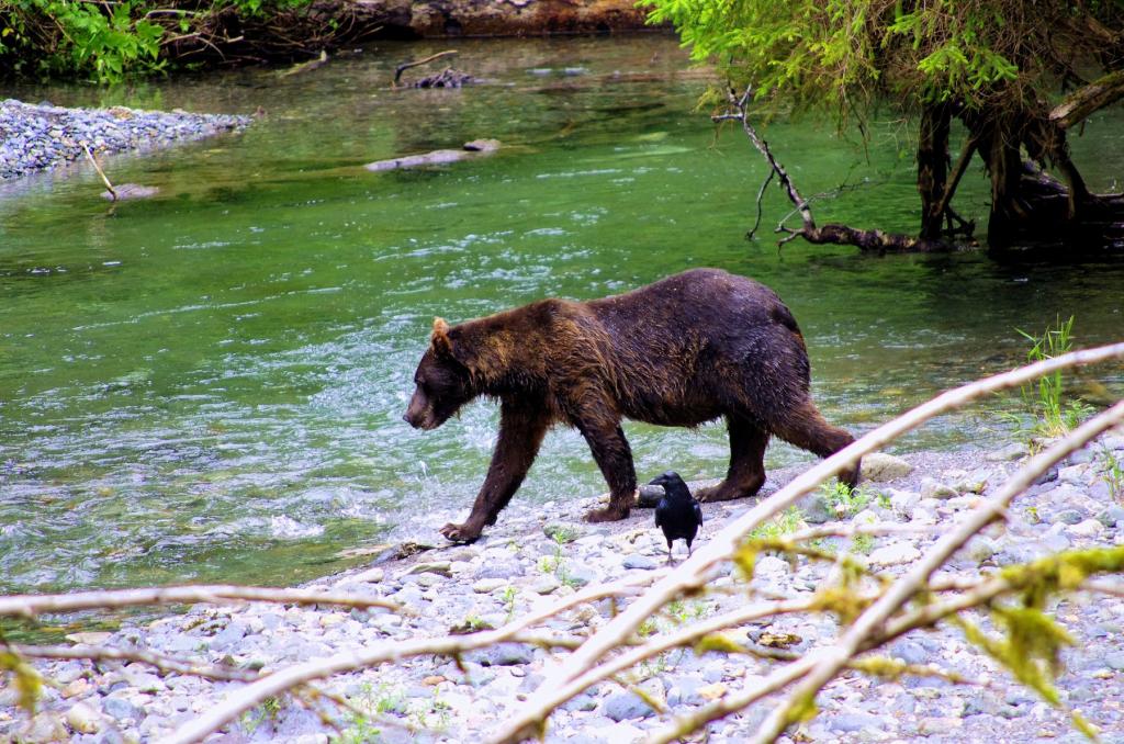 Bear viewing at Admiralty Island