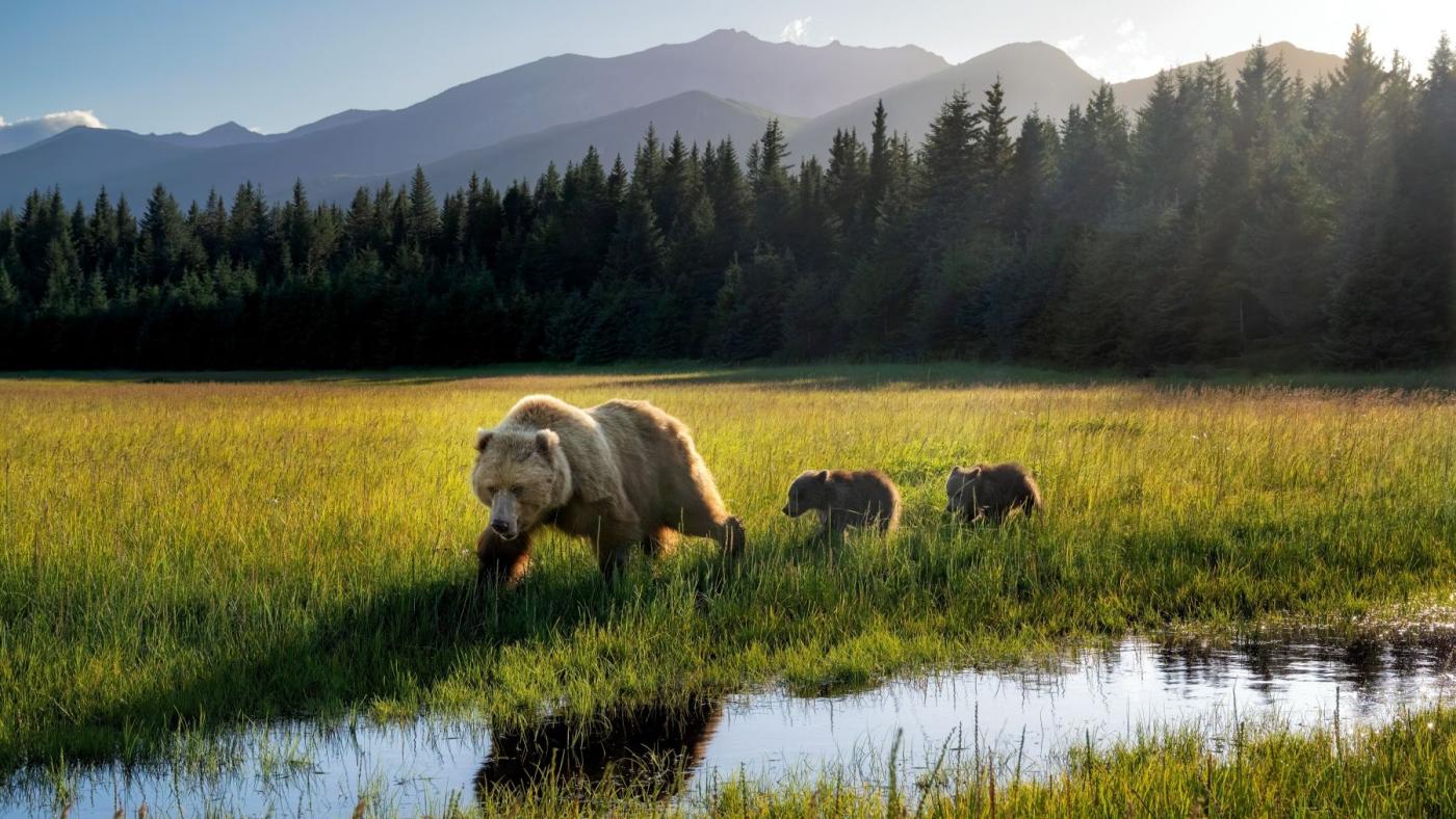Top Things To Do in Alaska
