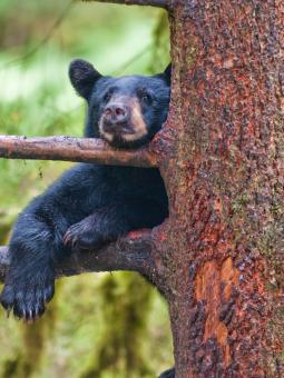 Alaska bear in tree
