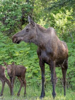 Alaska's Wildlife