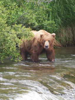 Bear Viewing Alaska