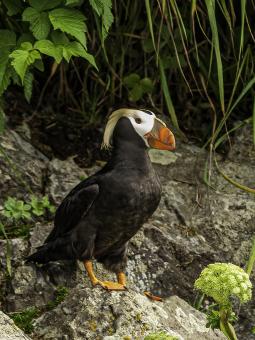 Birding Alaska