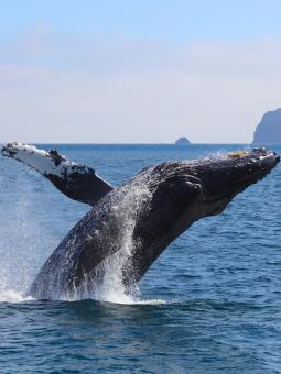 Whale Watching Alaska