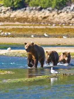 Wildlife Excursions Alaska