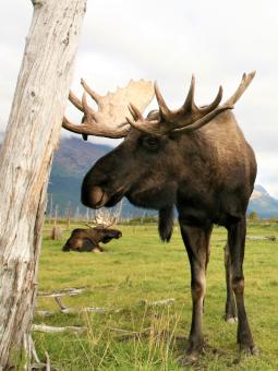 Zoos Aquariums Conservations Centers Alaska