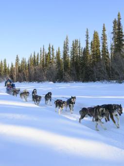 People on a dog sled tour in Fairbanks.