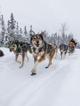 Dog sledding in Fairbanks