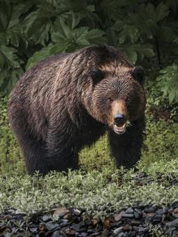 Brown Bear