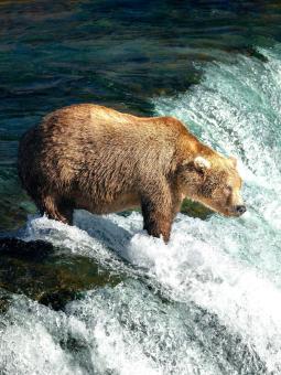 Bear at Brooks Falls