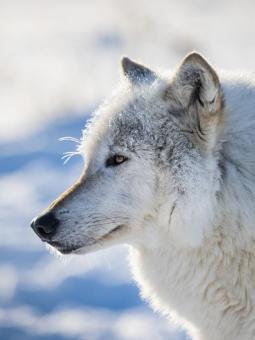Wolf at the Alaska Wildlife Conservation Center