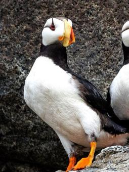 Puffin in Alaska