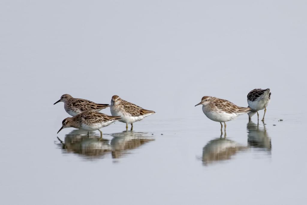 St Lawrence Island Alaska Birds