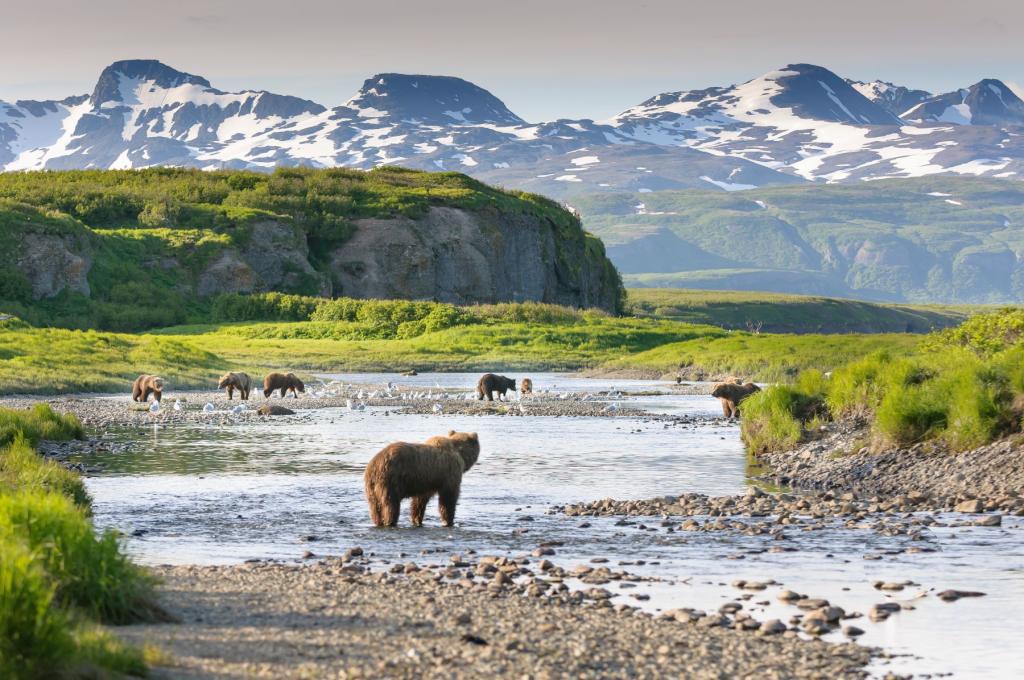 Bears at McNeil River State Game Sanctuary