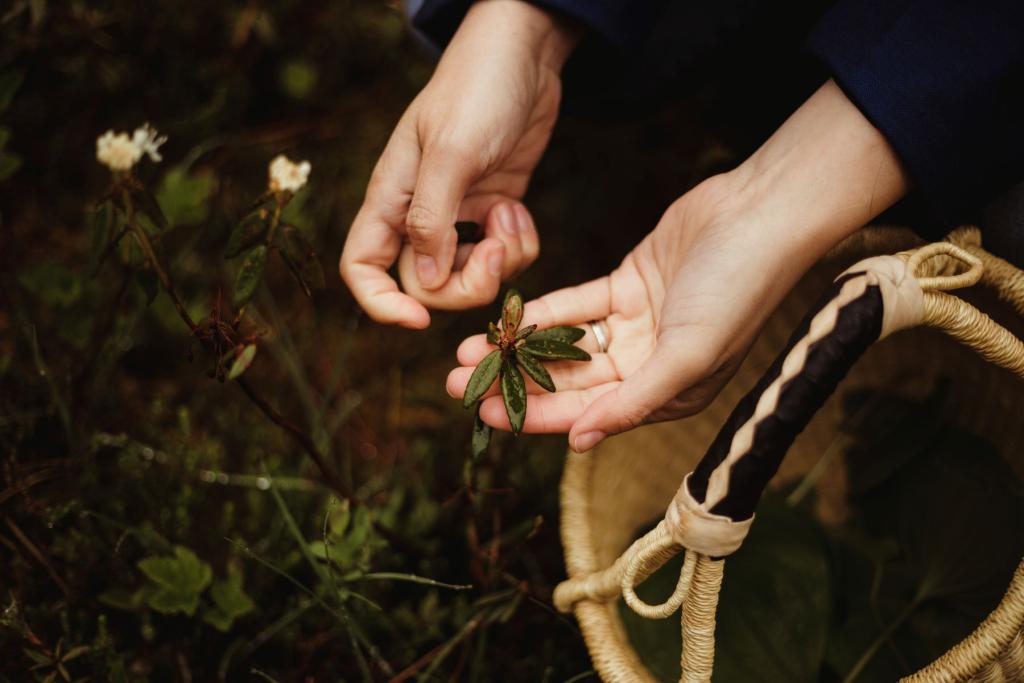 Foraging Labrador Tea
