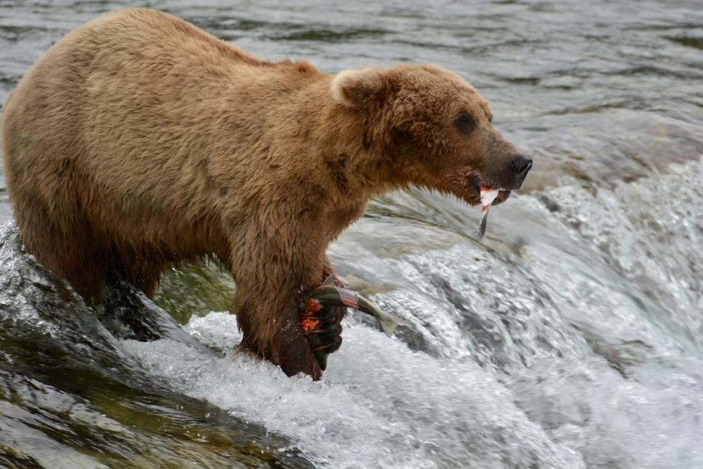 Grizzly Bear