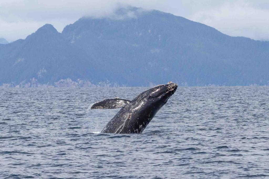 Whale watching