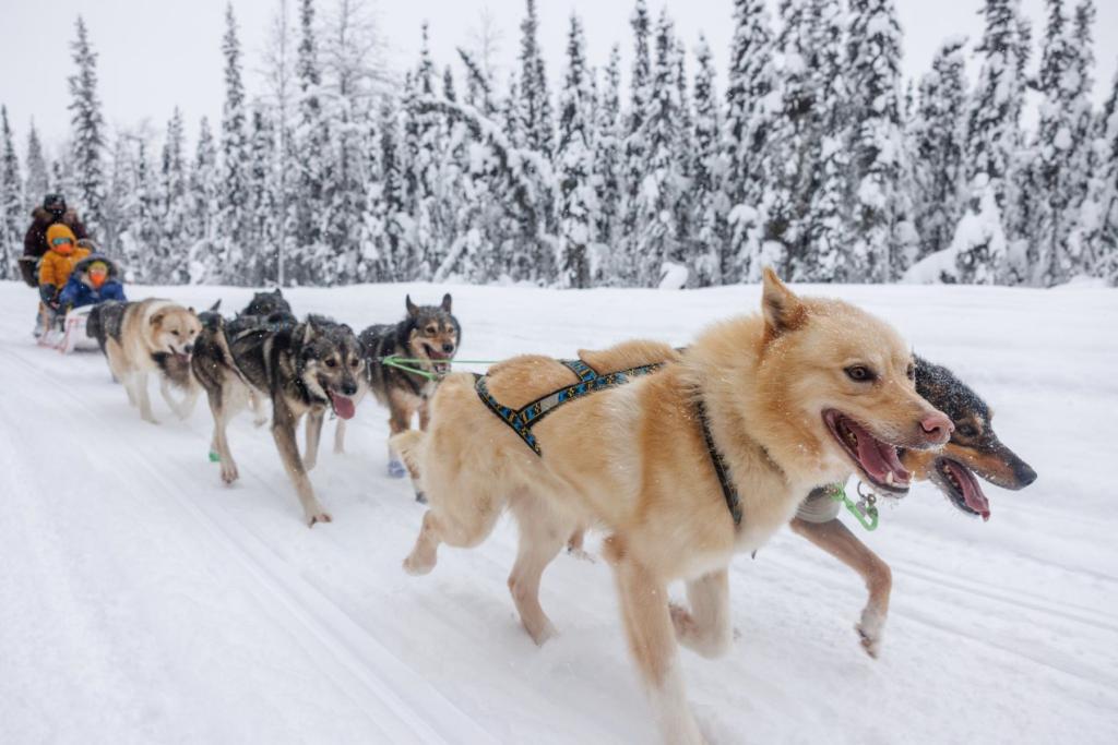 Dog sledding in Fairbanks