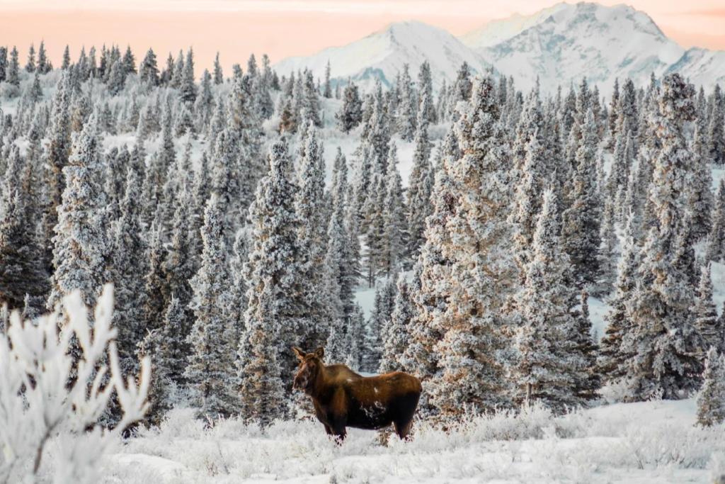 Moose in winter